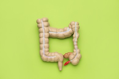 Anatomical model of large intestine on light green background, top view