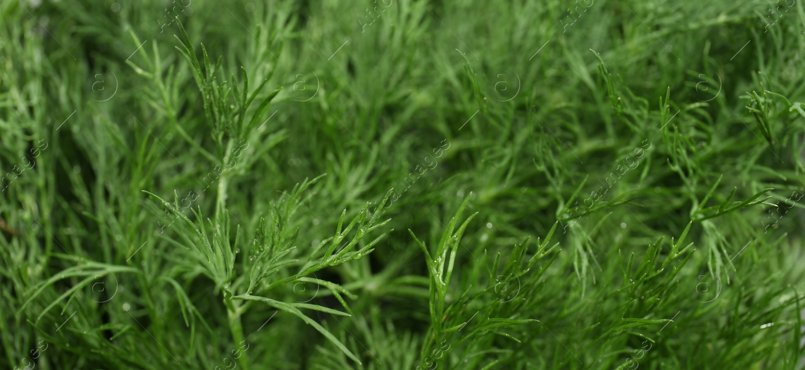 Image of Fresh green dill as background, banner design