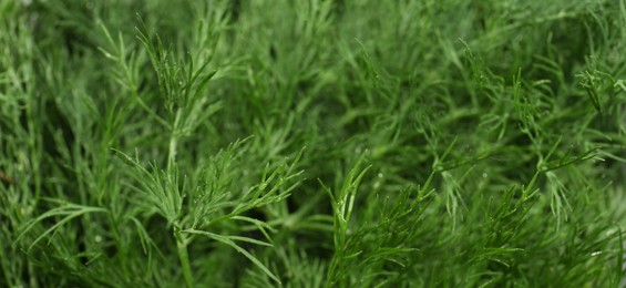 Fresh green dill as background, banner design