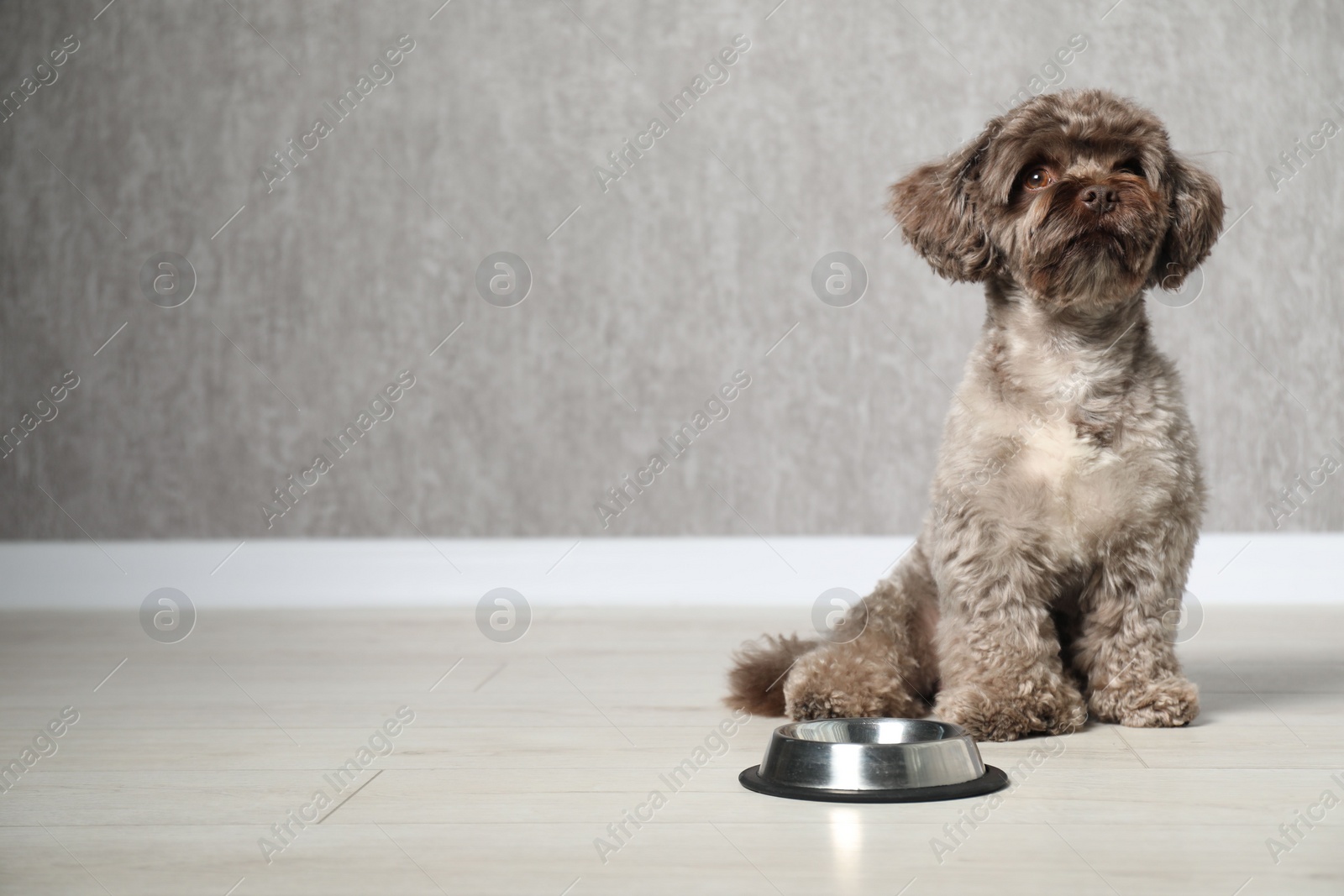 Photo of Cute Maltipoo dog near feeding bowl indoors, space for text. Lovely pet