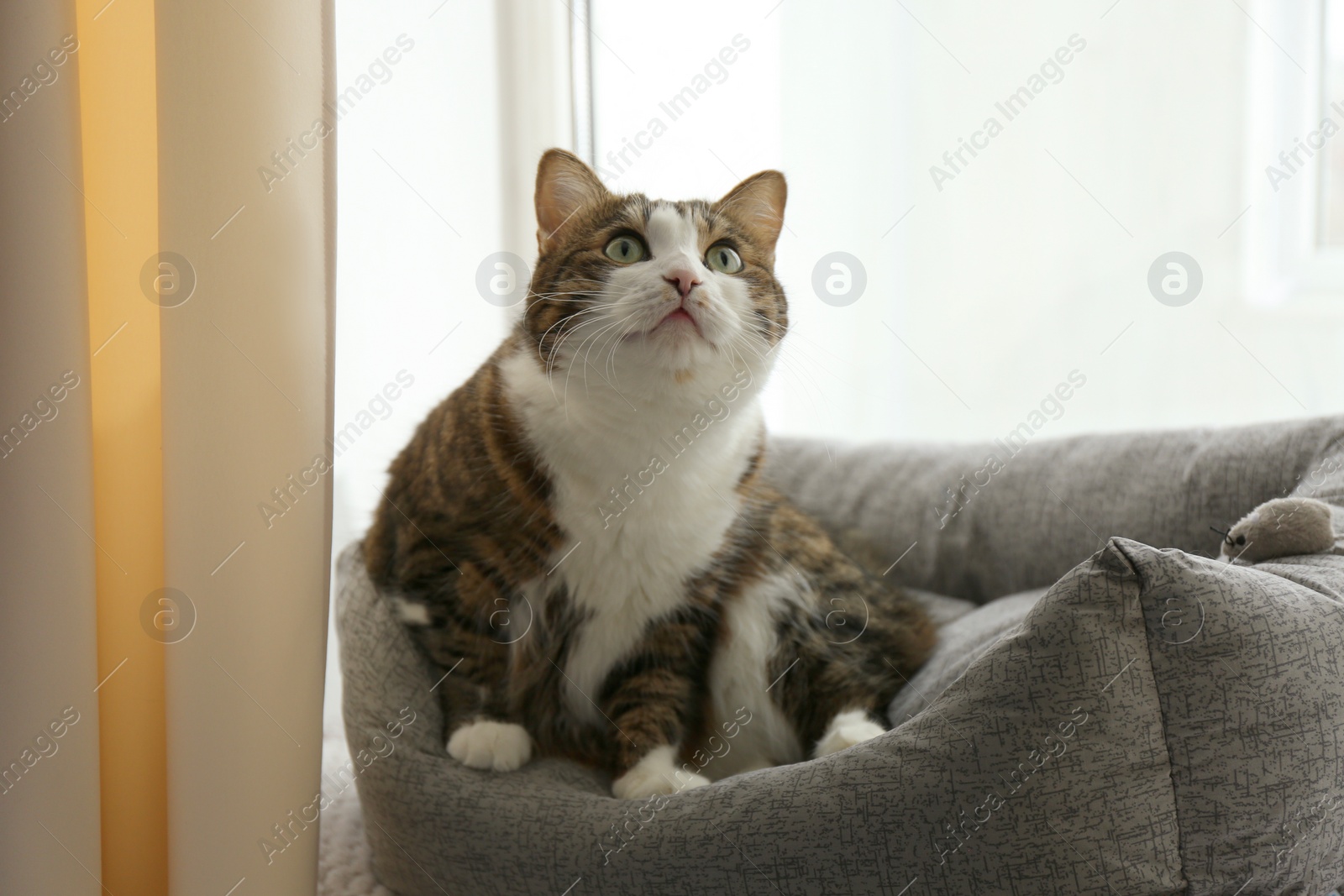 Photo of Cute cat sitting on pet bed at home