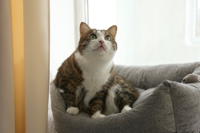 Cute cat sitting on pet bed at home