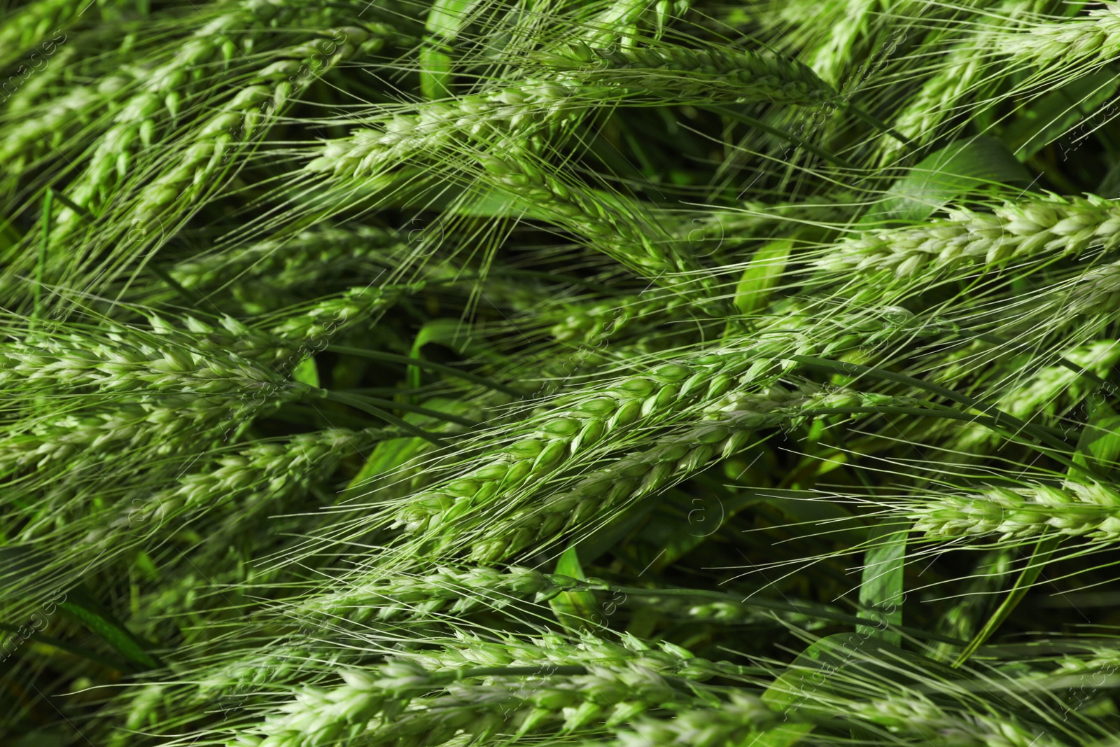 Photo of Closeup view of agricultural field with ripening wheat crop