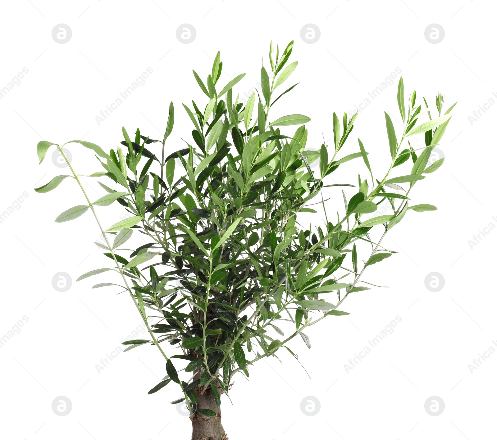 Photo of Beautiful young olive tree isolated on white