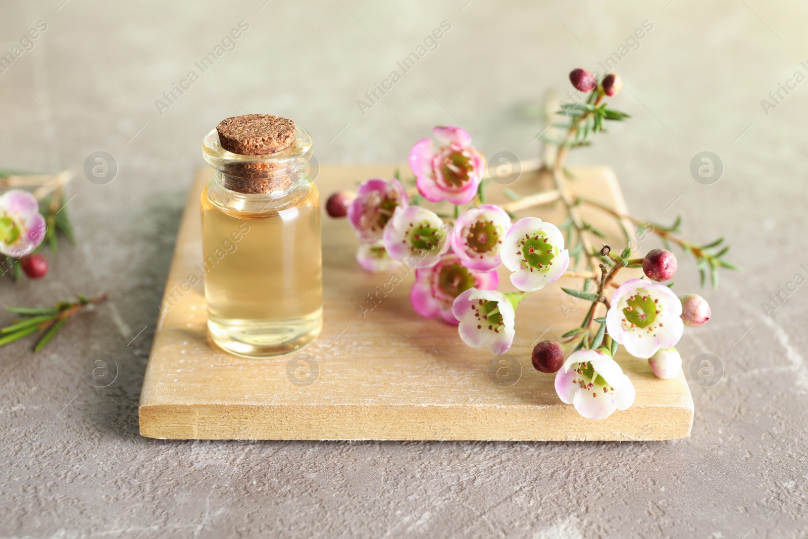 Photo of Composition with bottle of natural tea tree oil and plant on table