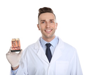 Photo of Male dentist holding teeth model on white background