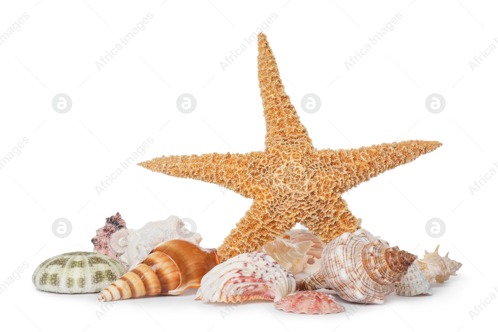 Photo of Beautiful starfish and sea shells on white background