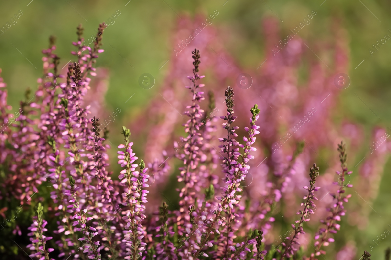 Photo of Heather shrub with beautiful flowers outdoors, closeup