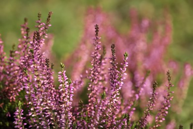 Heather shrub with beautiful flowers outdoors, closeup