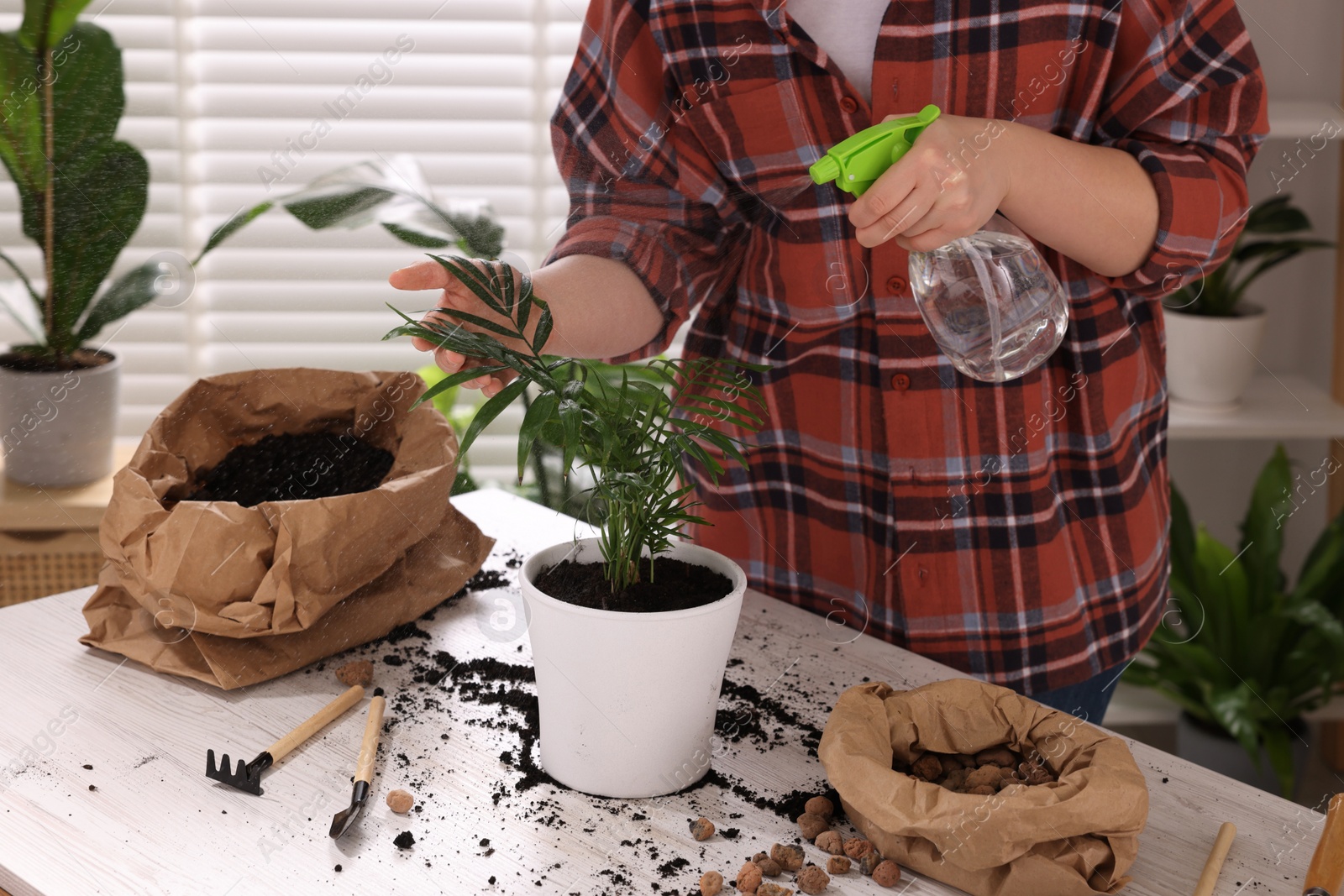 Photo of Woman spraying houseplant with water after transplanting at white table indoors, closeup