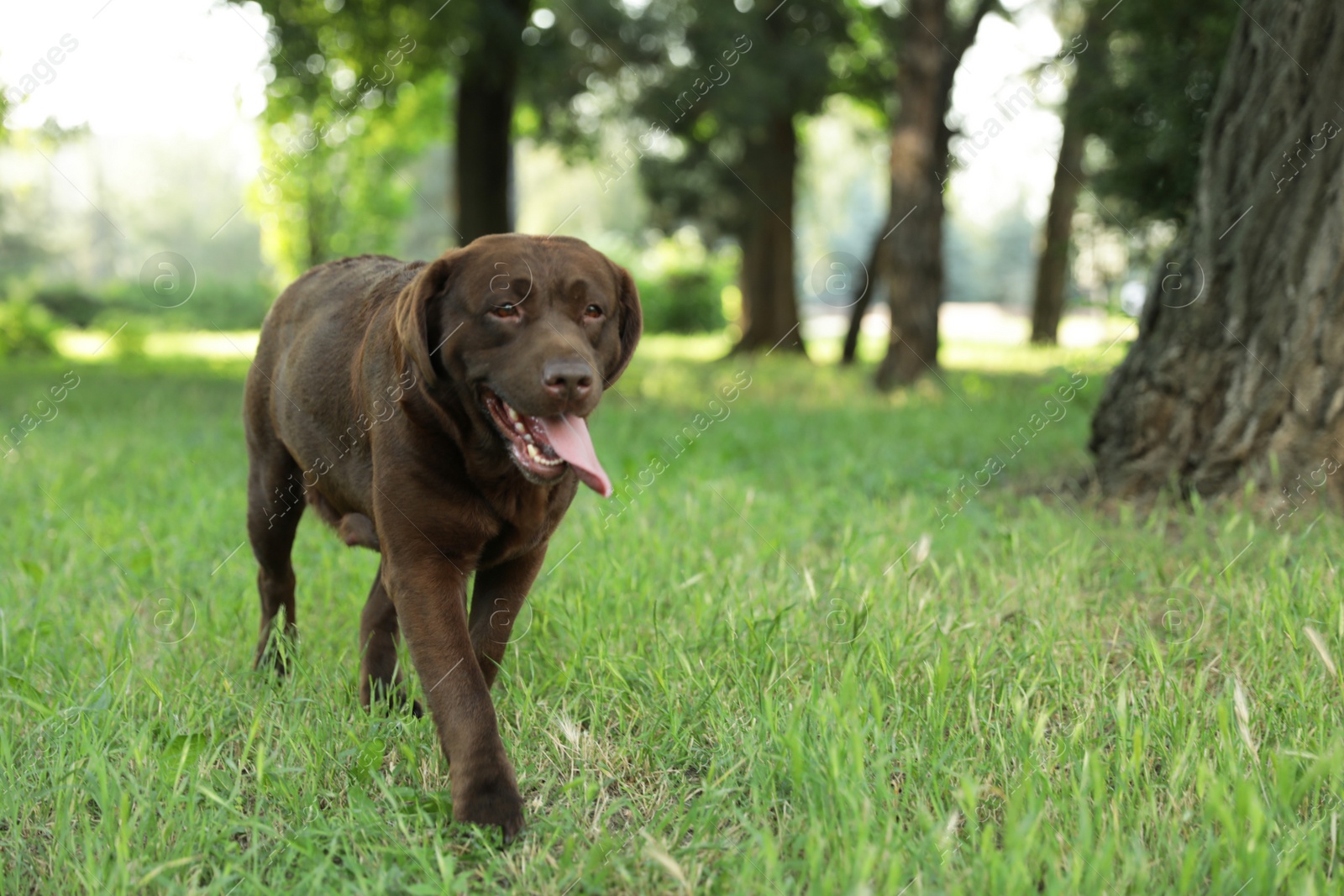 Photo of Cute Chocolate Labrador Retriever in green summer park