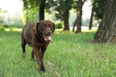 Photo of Cute Chocolate Labrador Retriever in green summer park