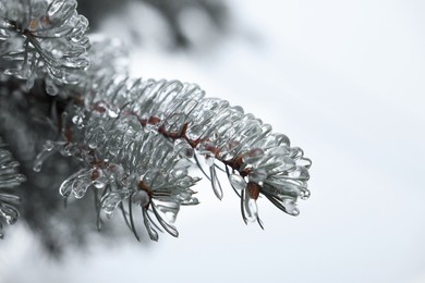 Photo of Closeup view of blue spruce in ice glaze outdoors on winter day