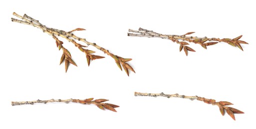 Image of Collage of tree twigs with buds on white background