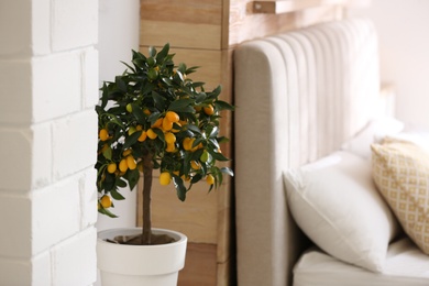 Photo of Potted kumquat tree with ripening fruits indoors. Interior design