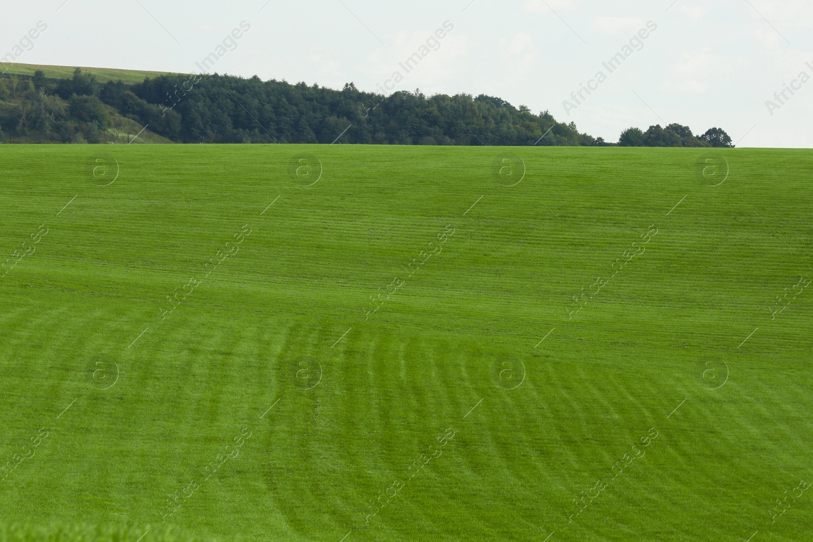 Photo of Beautiful meadow with bright green grass outdoors