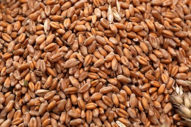 Photo of Many wheat grains as background, top view