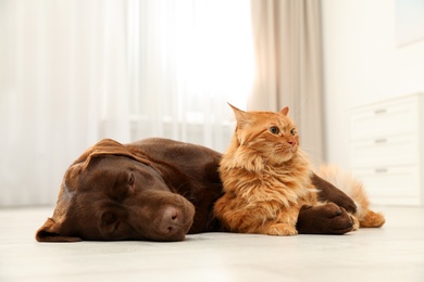 Photo of Cat and dog together on floor indoors. Fluffy friends