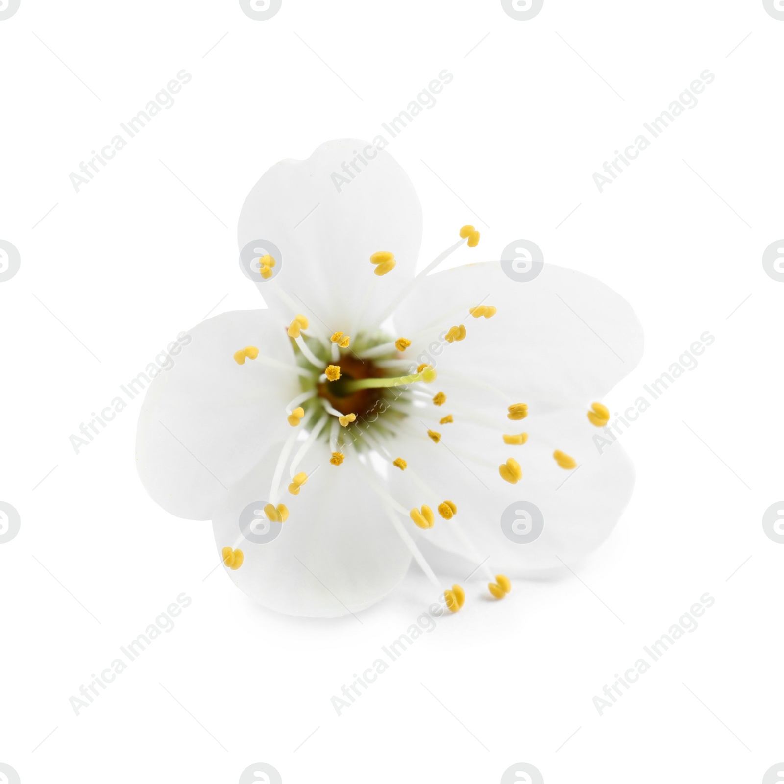 Photo of Beautiful fresh cherry blossom isolated on white