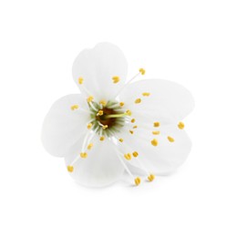 Photo of Beautiful fresh cherry blossom isolated on white