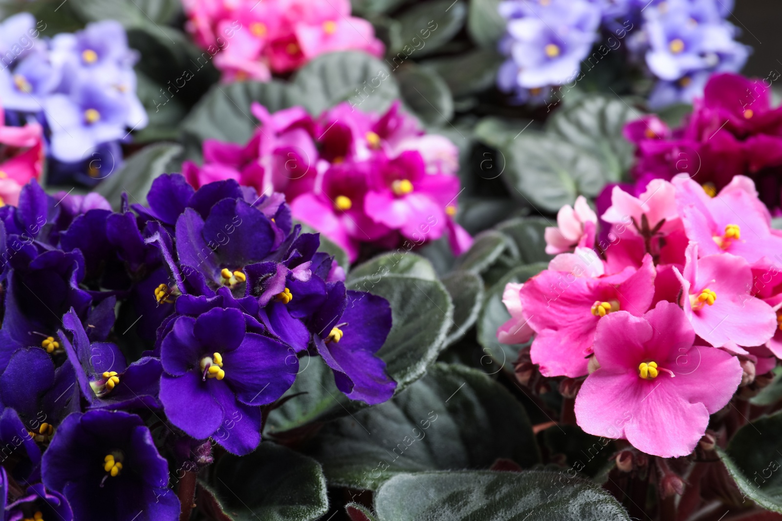 Photo of Beautiful blooming violets as background. Plants for house decor