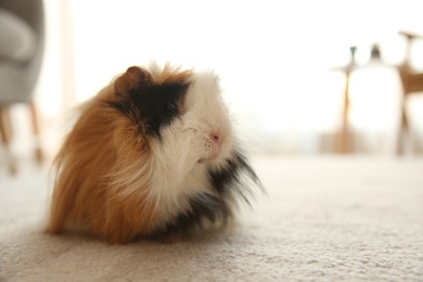 Photo of Adorable guinea pig on floor indoors, space for text. Lovely pet