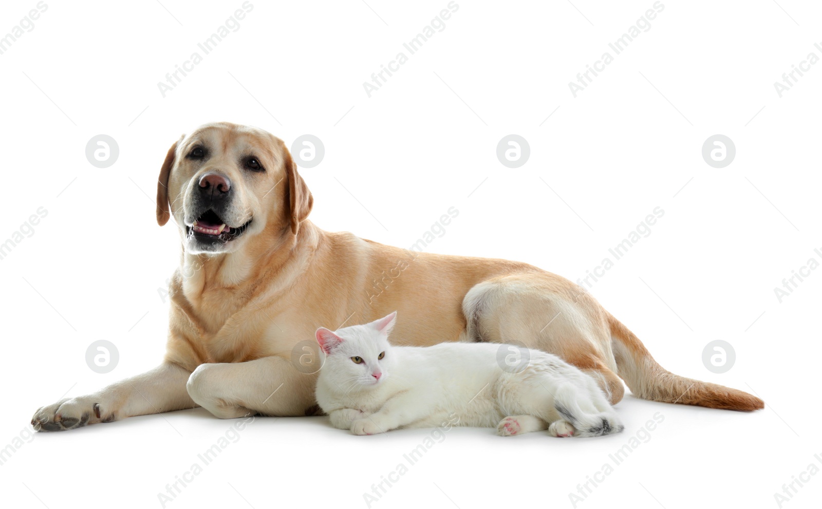 Photo of Adorable dog looking into camera and cat together on white background. Friends forever