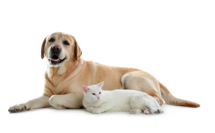 Adorable dog looking into camera and cat together on white background. Friends forever