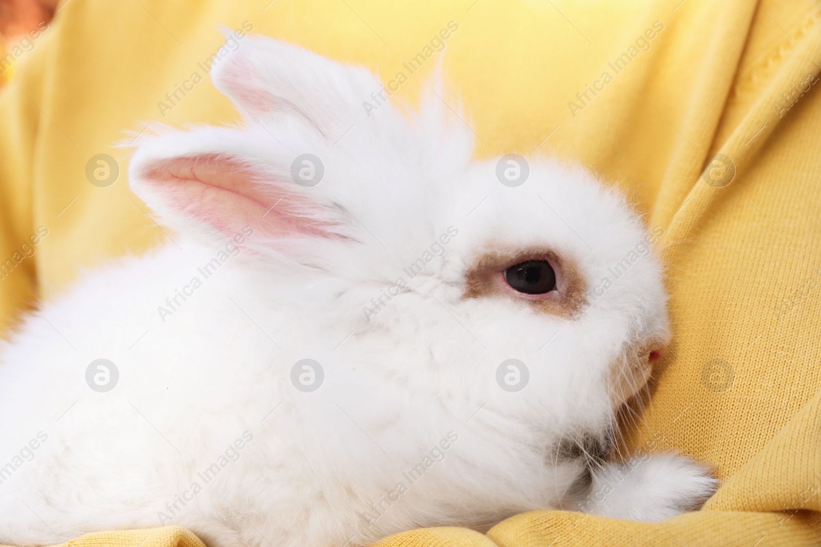 Photo of Woman with fluffy white rabbit, closeup. Cute pet