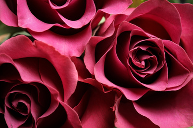 Photo of Beautiful fresh roses as background, closeup view. Floral decor