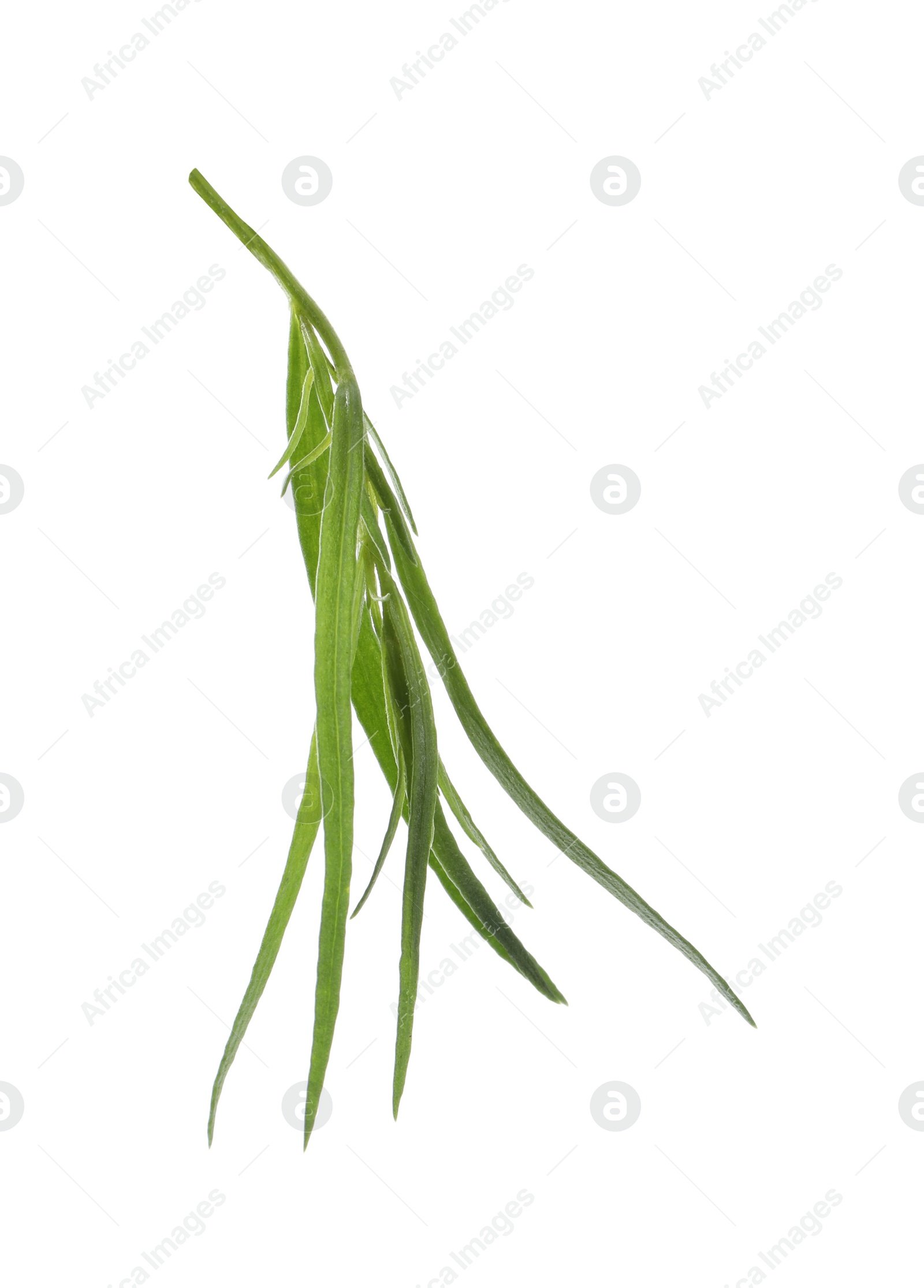 Photo of One sprig of fresh tarragon on white background