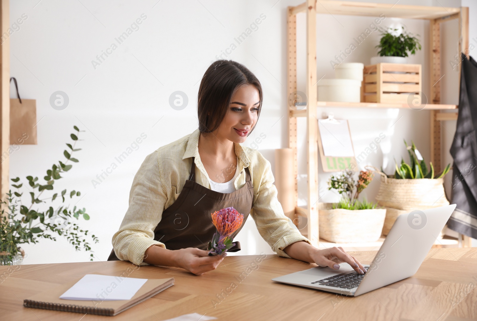 Photo of Florist with leucospermum flower working on laptop in floral store