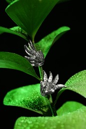 Stylish presentation of elegant earrings on wet plant against black background, closeup