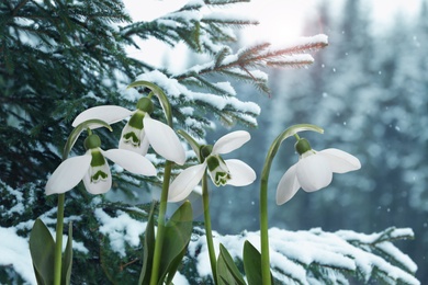 Beautiful tender snowdrops outdoors. First spring flowers