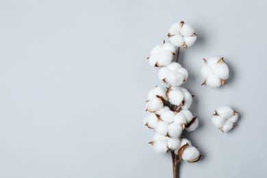 Photo of Beautiful cotton branch with fluffy flowers on light grey background, top view. Space for text