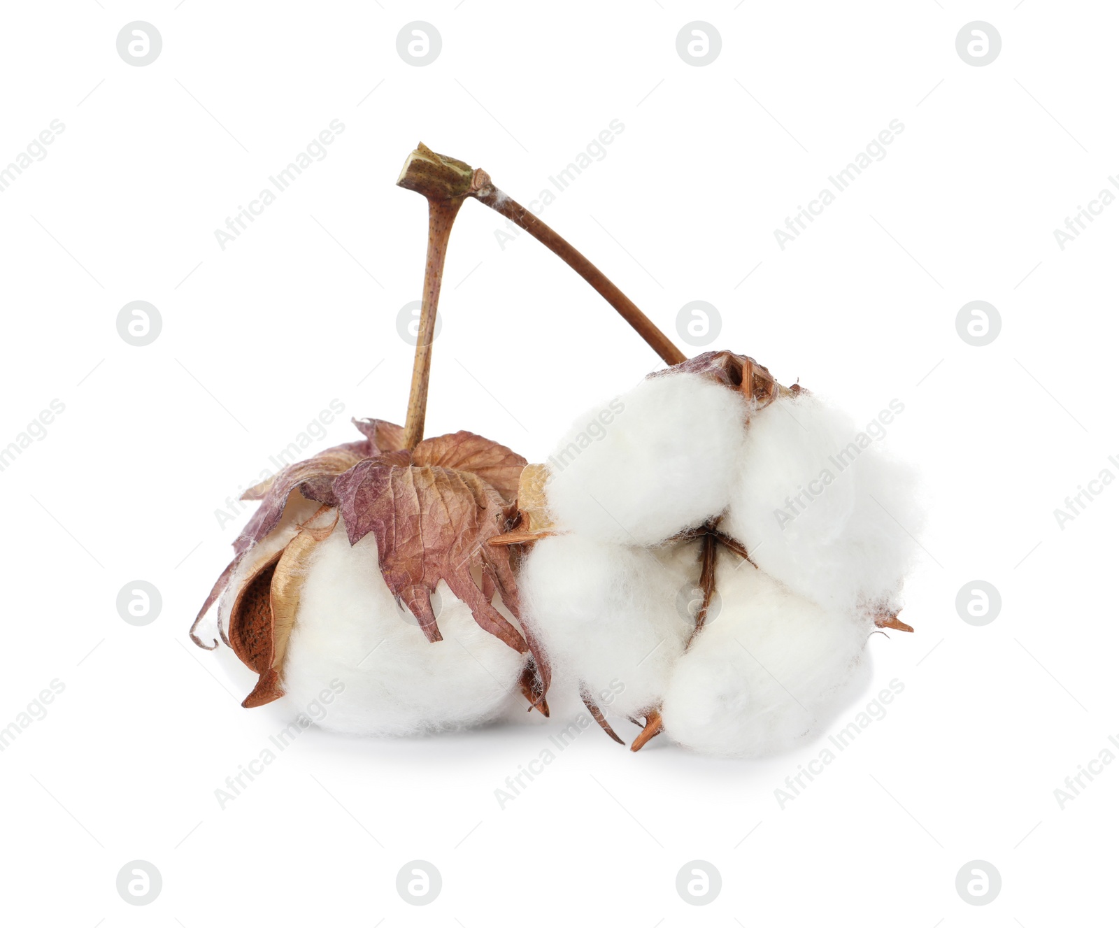 Photo of Beautiful fluffy cotton flowers on white background