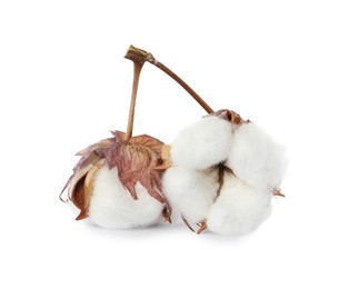 Beautiful fluffy cotton flowers on white background