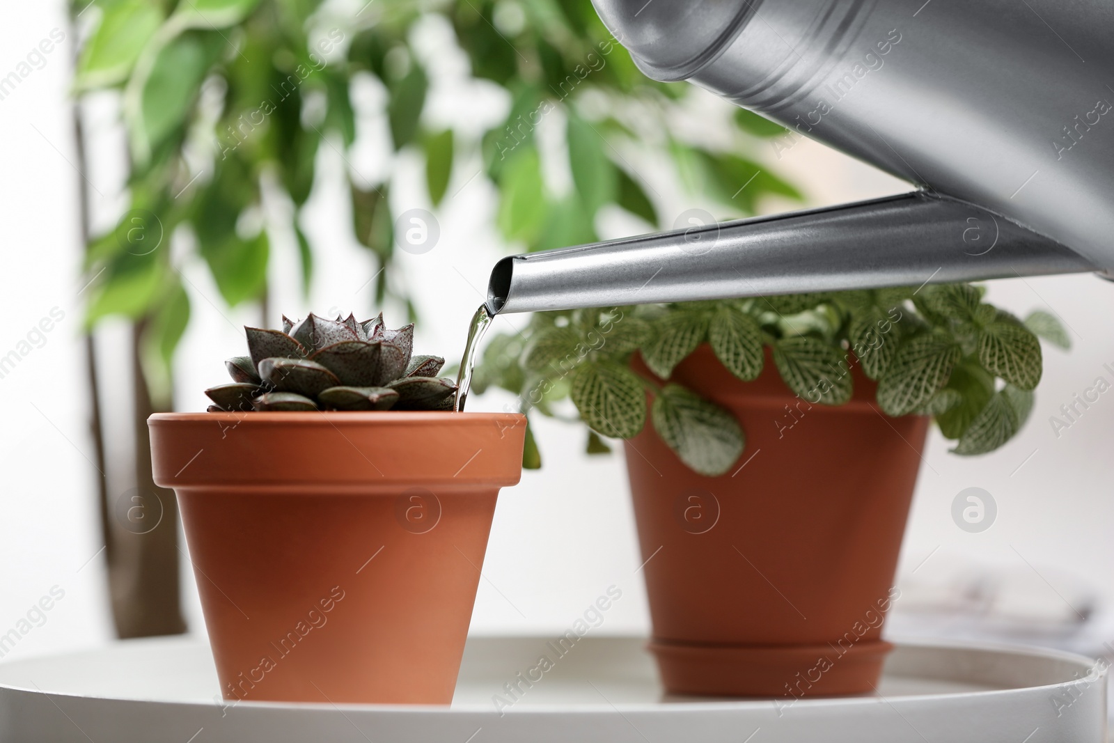Photo of Watering succulent on white table indoors, closeup. Home plant
