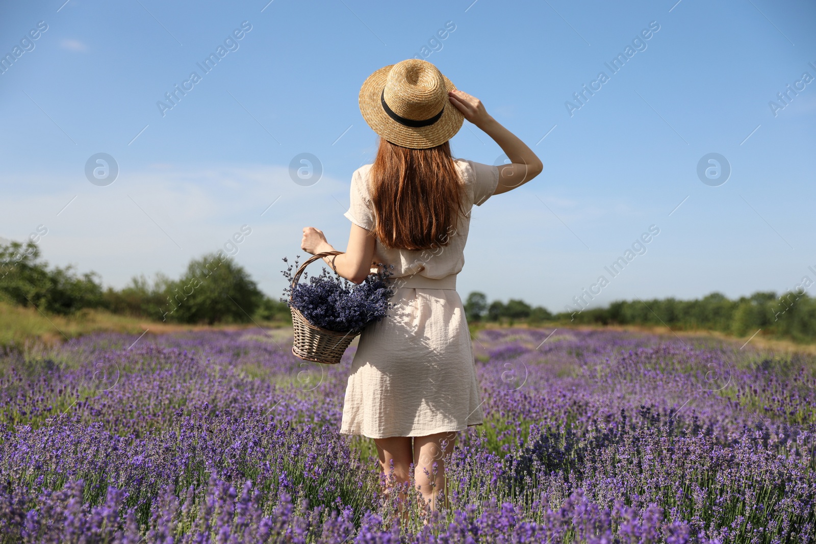 Photo of Young woman with wicker basket full of lavender flowers in field