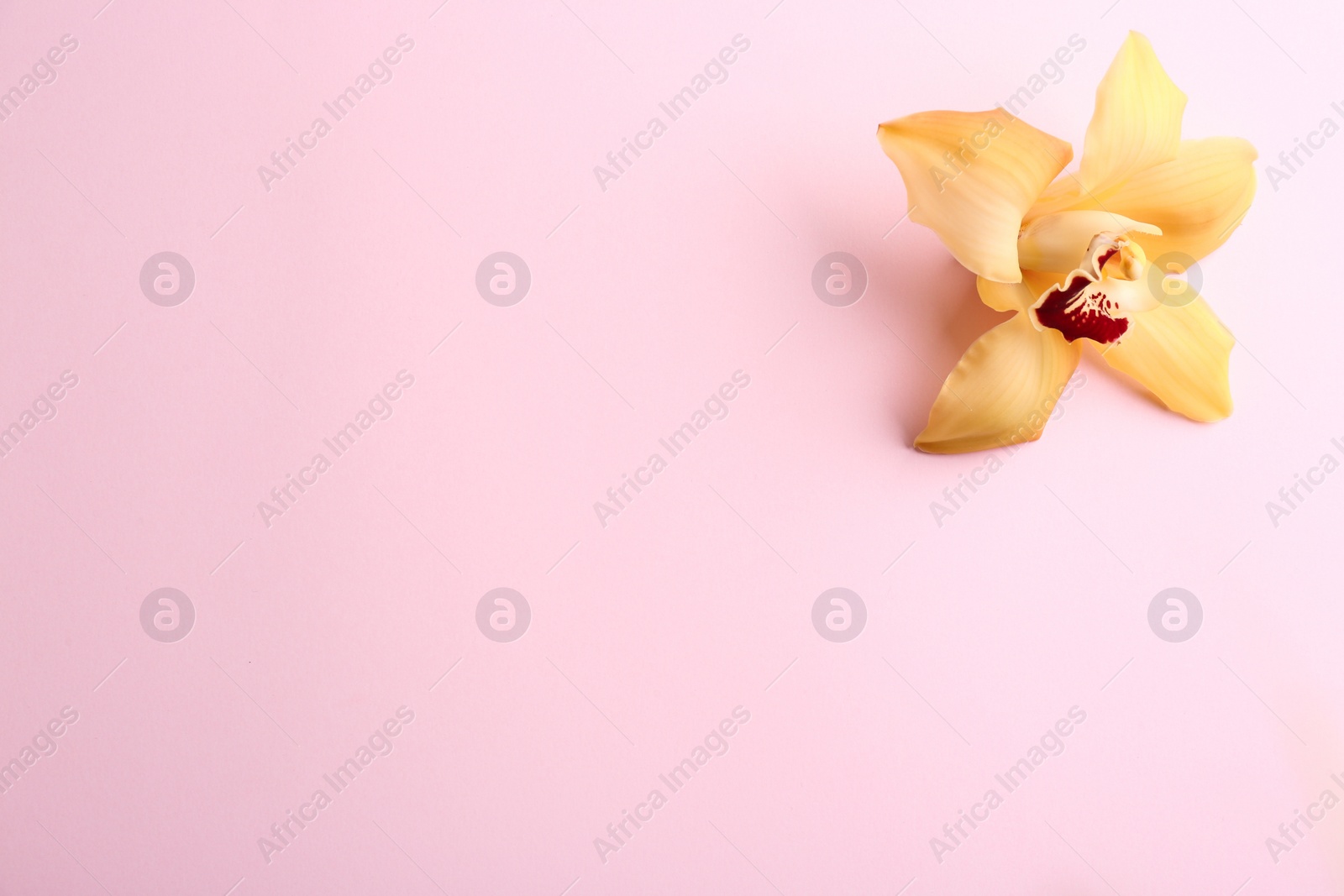 Photo of Beautiful tropical orchid flower on color background, top view. Space for text