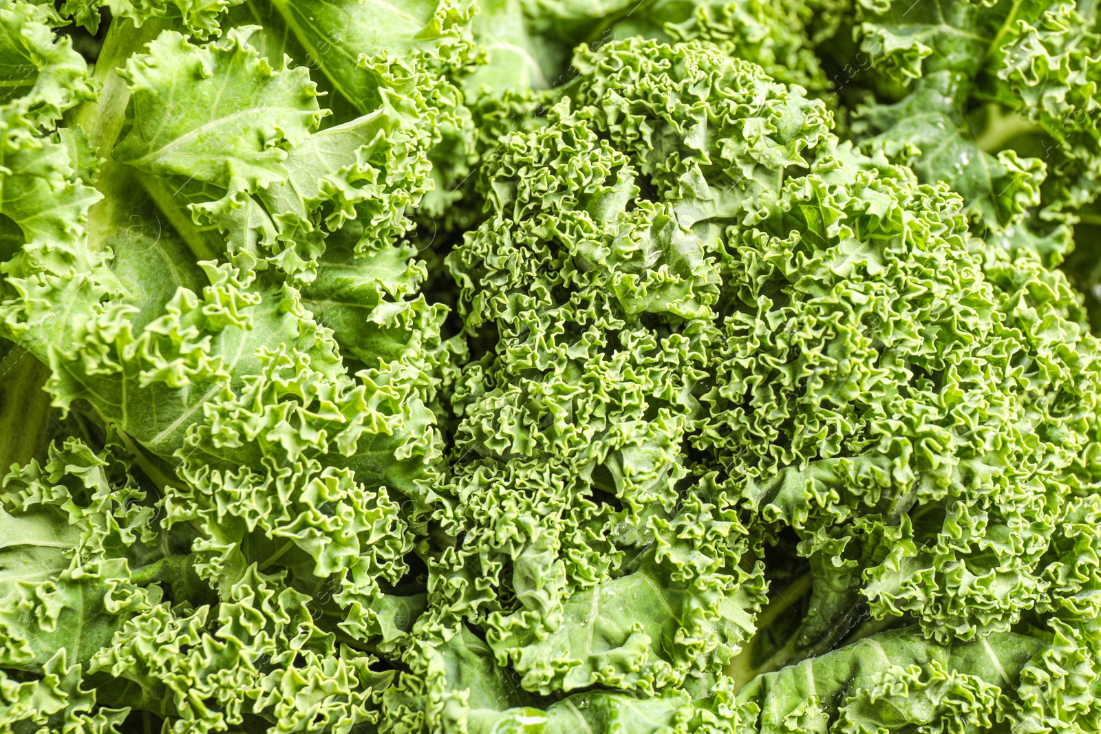 Photo of Fresh green kale leaves as background, closeup