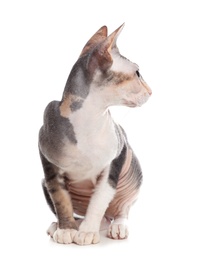 Photo of Adorable Sphynx cat on white background. Cute friendly pet