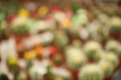 Photo of Pots with beautiful cacti, blurred view. Tropical flowers