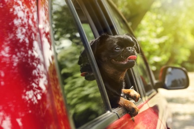 Photo of Cute Petit Brabancon dog leaning out of car window on summer day