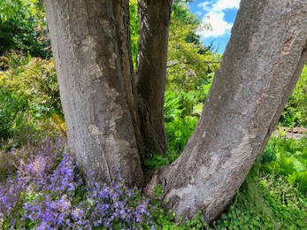 Photo of Big old tree and blooming tiny bellflowers in park on sunny day