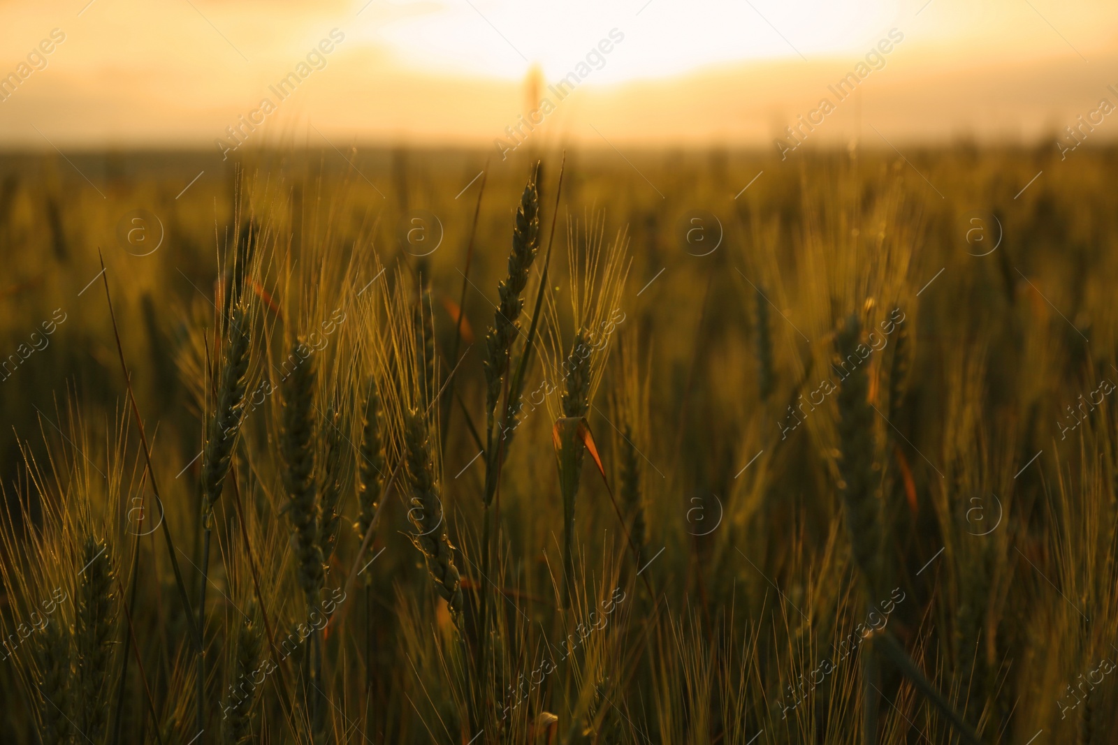 Photo of Wheat field at sunset. Amazing nature in summer