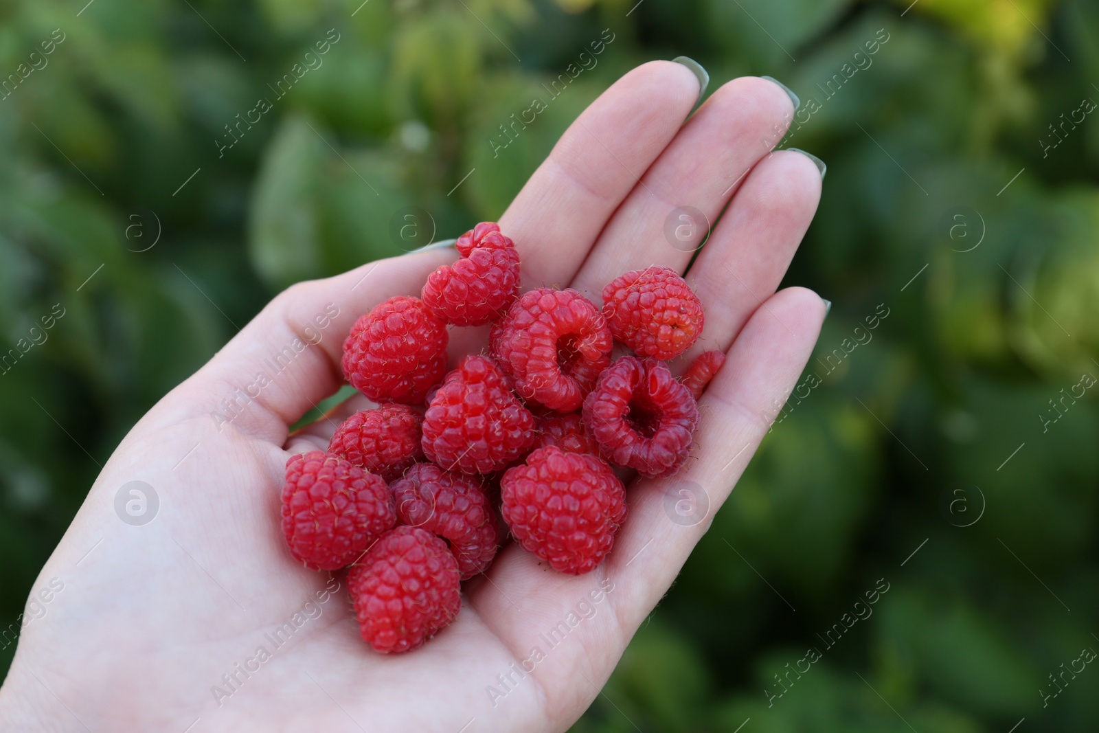 Photo of Woman holding pile of delicious ripe raspberries outdoors, above view