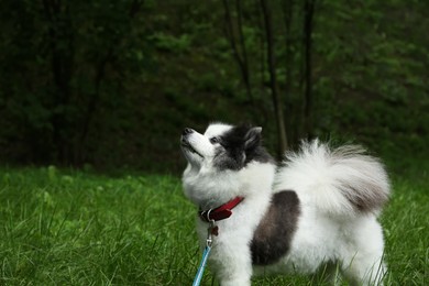 Photo of Cute fluffy Pomeranian dog walking in park, space for text