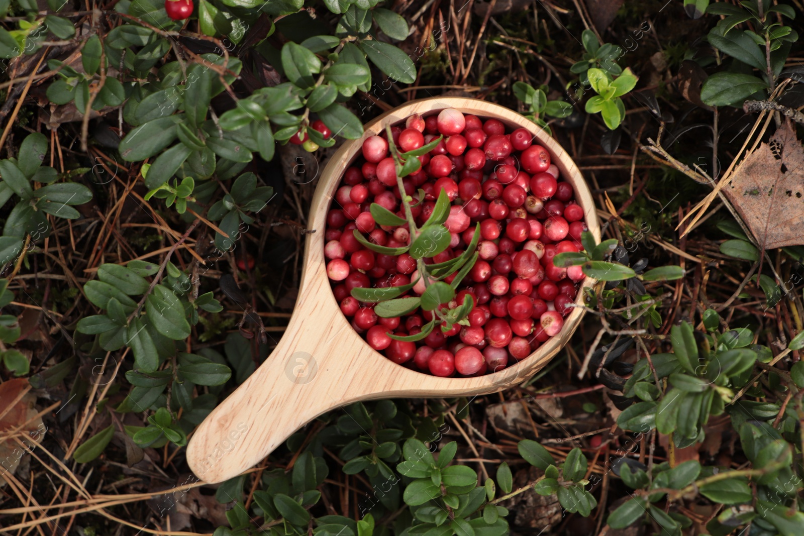 Photo of Many ripe lingonberries in wooden cup outdoors, top view