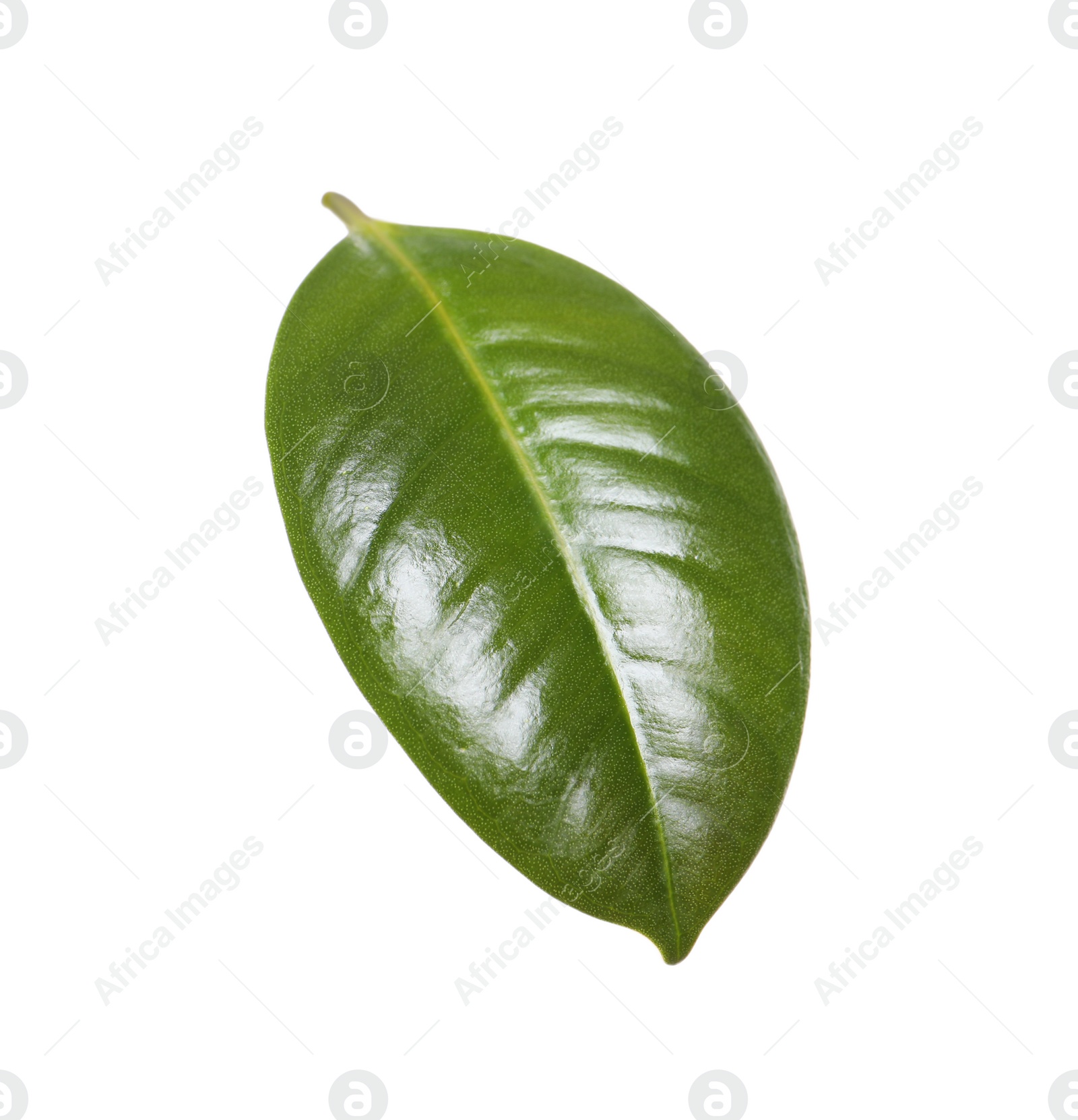 Photo of Fresh green leaf of Ficus elastica plant isolated on white